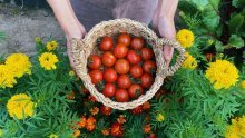Garantirano bogat urod: Evo kako uspješno uzgojiti slasne rajčice