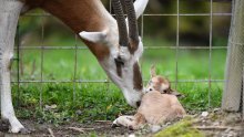 Kakav prizor! Zagrebački ZOO bogatiji za člana više