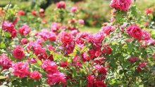 Nikad bujnije ruže: Izbjegnite ove najčešće greške i uživajte u predivnom cvatu