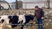 Butković objavio video s kravom: 'Neće tebe meni nitko uzet', ni Zoran ni njegov rođak'