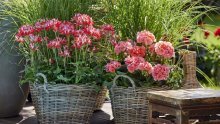 Najdraže ljetno cvijeće: Ovo su trikovi zbog kojih će pelargonije stalno cvjetati
