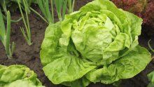Skoro 390 kila salate u Zagrebu imalo previše pesticida: Analiza je nije uhvatila na vrijeme