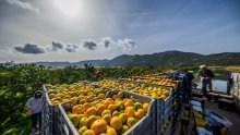 Prva pošiljka sterilnih mužjaka sredozemne voćne muhe stigla u dolinu Neretve