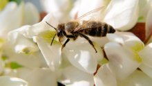Hrvatski pčelari: U Moslavini ove godine neće biti meda od bagrema