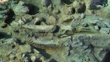 Austrijski vinar u vinskom podrumu otkrio kosti mamuta stare najmanje 30.000 godina