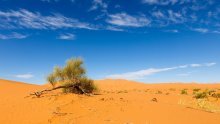 Jedno od najvažnijih razdoblja: Znate li zašto je i kada Sahara bila zelena?