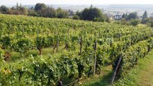 Kutina je domaćin 30. Festivala vina - MoslaVina