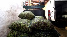 Maslinarima i uljarima kasne potpore, traže sastanak s novim ministrom