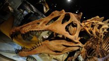 Težio je 900 kilograma: Fosil dinosaura otkriven na britanskom otoku