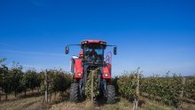 Nikad ranije berači ušli u vinograde: Bit će 30 posto manje vina, ali...