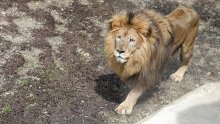 Zoološki vrt Zagreb objavio tužnu vijest: 'Opraštamo se od Lea!'
