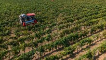 Agrolaguna, Belje i Vupik rekordno rano obrali grožđe: Sve je dozrelo još u kolovozu