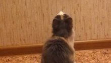 Pogledajte kako su se mačke obračunale sa zidom