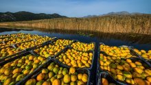 Bolest dotukla proizvođače mandarina: Ovako dramatičnu situaciju nisu imali