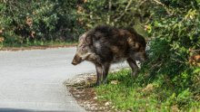 Pet naleta na divljač na prometnicama u Istri, uginule dvije divlje svinje