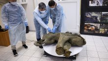 Topi se permafrost: Ruski znanstvenici pronašli gotovo netaknute ostatke mamuta