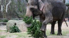 Berlinski zoološki vrt ima sjajno rješenje za neprodana božićna drvca