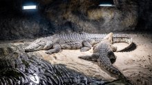 Zagrebački zoo vrt oprostio se od jednog od najstarijih stanovnika: Bio je s nama više od pola stoljeća
