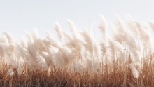 Evo zašto je sadnja pampas trave zapravo velika pogreška