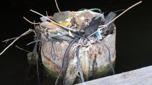 Zemlja ulazi u plastičnu eru - a ptice to nesvjesno bilježe