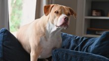 Pitbull upucao vlasnika dok je ležao u krevetu: Naš Oreo je razigrani pas