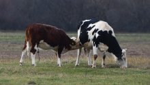 Slavonski farmeri zabrinuti zbog zaraze u Mađarskoj, reagiralo i Ministarstvo poljoprivrede