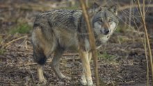 Prikupili 300 uzoraka DNK: U Hrvatskoj nema križanaca vukova i pasa