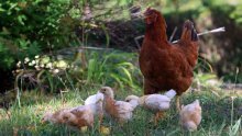 Besplatno dijele piliće stanovnicima, ovaj europski grad smanjio je bacanje hrane, evo kako