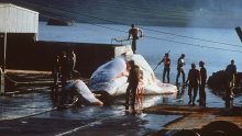 Japanu zabranjen kitolov u području Antarktike