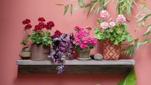 Stiglo je vrijeme pelargonija, a evo kako će ovo očaravajuće cvijeće biti još ljepše