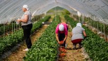 Krenula berba vrgoračkih jagoda: Očekuje se urod od 500 tona, neće biti dovoljno za hrvatsko tržište