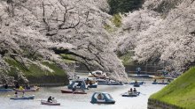 Kirurzi za drveće stoljećima brinu za trešnjin cvijet; zanimanje koje se prenosi u japanskim obiteljima