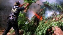 Pneumatskim topovima upucavaju travu u Ameriku
