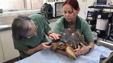 Svjetski dan veterinara: ‘Puno više od doktora za pse i mačke’