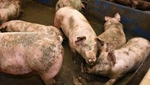 Novi pothvat Žito grupe: Navodno idu na burzu, a sad su uložili sedam milijuna eura