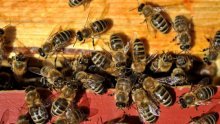 Može li med biti zagađen GMO-om?
