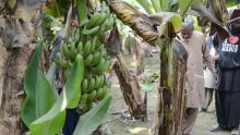 Klimatske promjene ugrožavaju nasade banana