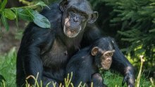 Znanstvenici iznenađeni: Čimpanze bi mogle rasvijetliti evolucijske korijene glazbe