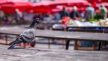 Da se granice zatvore, mi za tjedan dana više ne bismo imali hrane: Ovog nam kritično nedostaje
