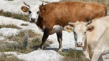 Mađarska zabranila uvoz određenih životinja iz nekih zemalja, na crnoj listi i Hrvatska