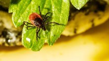 U Europi se pojavio rijetki virus, muškarac umro nakon uboda krpelja, više osoba u karanteni