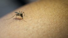 Znanstvenici otkrili neočekivanu sposobnost komaraca