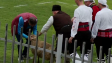 Bugarski klub izborio ulazak u prvu ligu; trener na poklon dobio živo janje