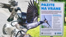U Zagrebu postavljena upozorenja: Evo kako se ponašati ako vas napadne vrana. Ovo nikako nemojte raditi!