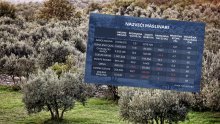 Tko su najveći hrvatski maslinari i kako posluju