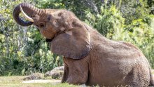 Zimbabve izdao dozvolu za odstrel najmanje 50 slonova: Ima ih previše