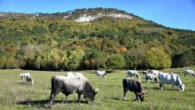 Rast proizvodnje goveda, svinja, ovaca, koza i peradi; pad proizvodnje mlijeka