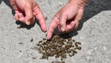Pčelari: 'Trovanja su počela prije šest godina, prestanite koristiti zabranjene pesticide'