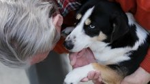 Mogu li umirovljenici u Hrvatskoj u domove za starije s kućnim ljubimcem