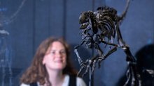 'Tajanstveni trkač': Otkrivena nova vrsta malenog dinosaura
